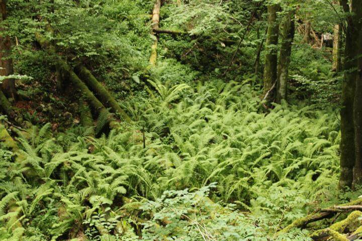 Die Pokljuka Schlucht Farnfelder