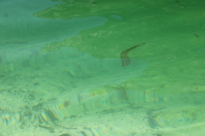 Fische im  Bohinja See