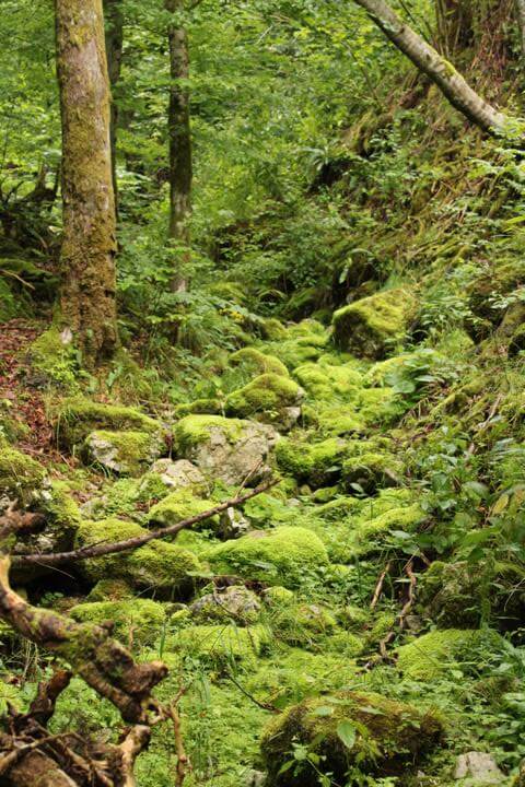 Die Pokljuka Schlucht bach ohne wasser