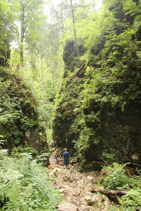 Die Pokljuka Schlucht Bewachsene Felsen