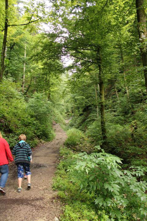 Die Pokljuka Schlucht weg durch den Wald