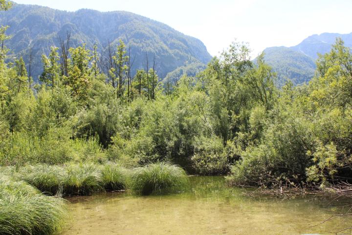 Der Bohinja See Ufer und Pflanzen