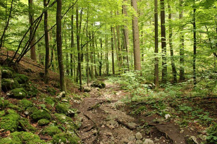 Die Pokljuka Schlucht Weg 